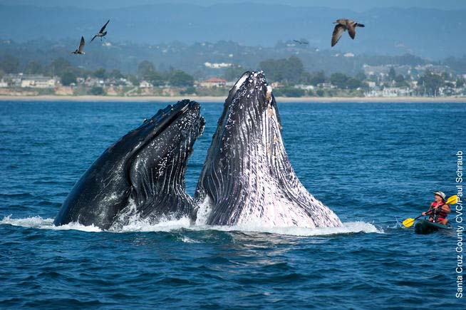 Whales