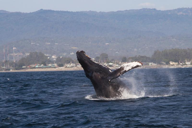 Breaching whale