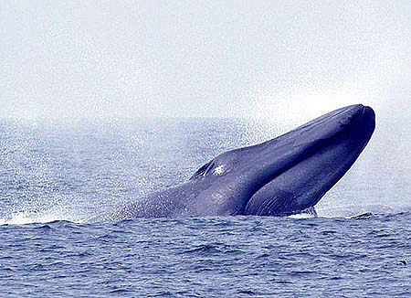 Blue whale