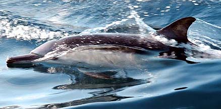 Dolphin