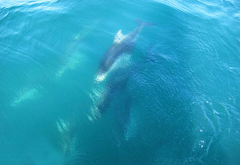 Dolphin