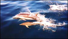 Dolphins