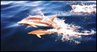 Dolphins