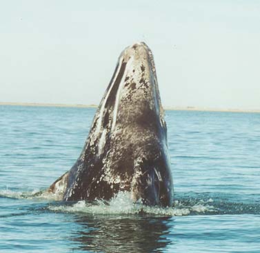 Grey Whale
