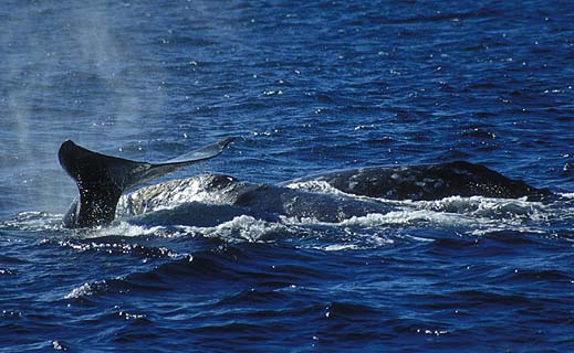 whale