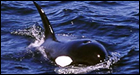 Killer whale