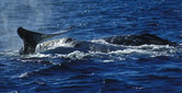 Monterey Bay Cruising Guide