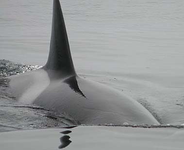 Orca