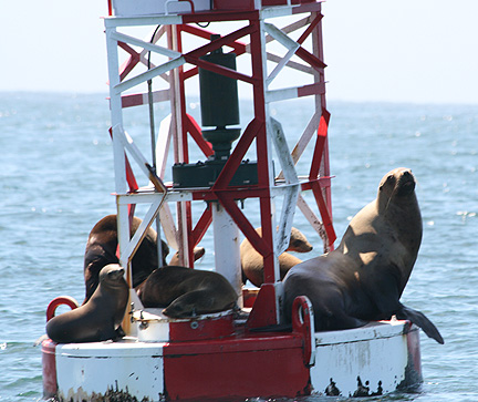 Seals on the buoy