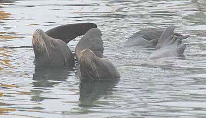 Sea lions