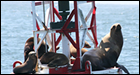 Sea lions on the buoy