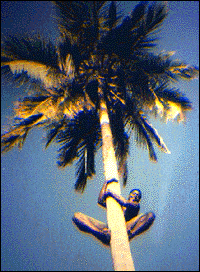 Tree climber